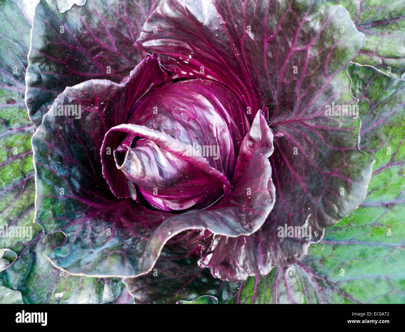 Cabbage Patch Uk High Resolution Stock Photography and Images Alamy