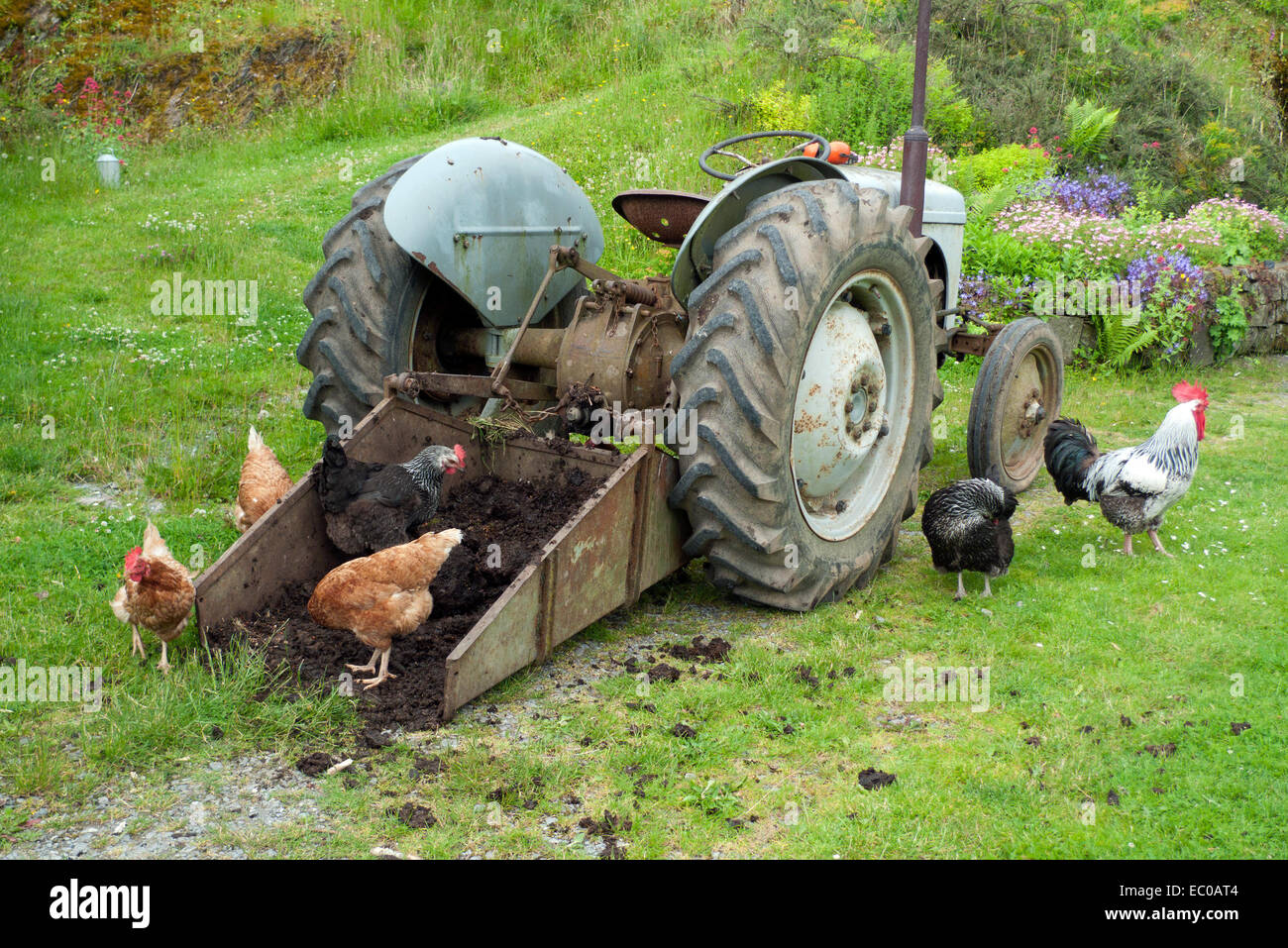 Free range chickens garden hens cockerel poultry pecking at manure in