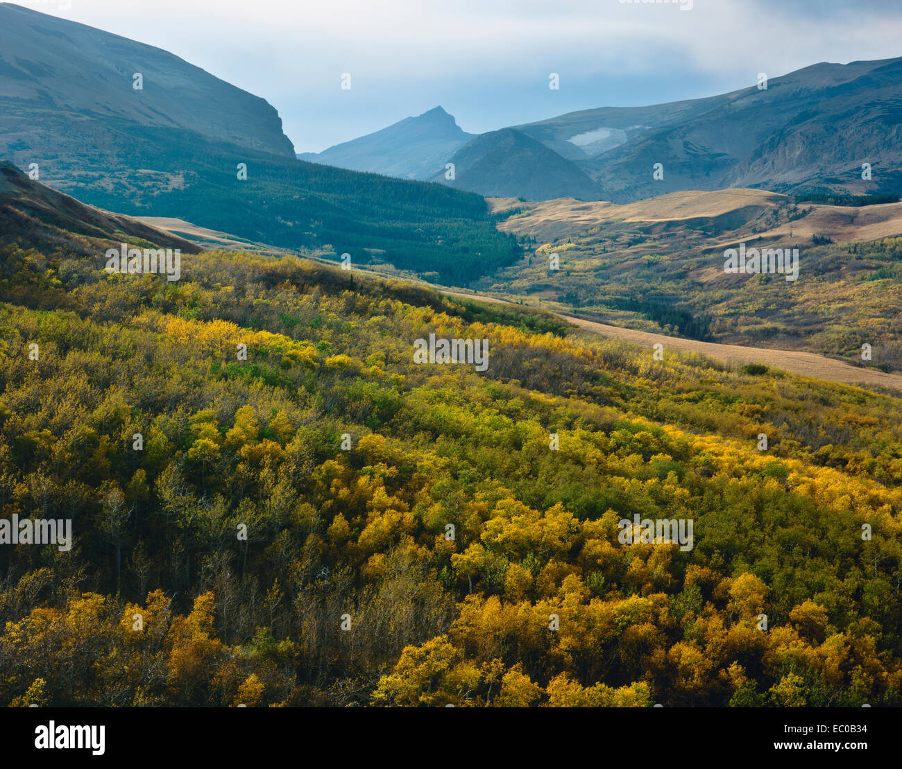 Aspens in fall color blanket hillsides beneath peaks on Hudson Bay Divide near Glacier National Park, Montana Stock Photo