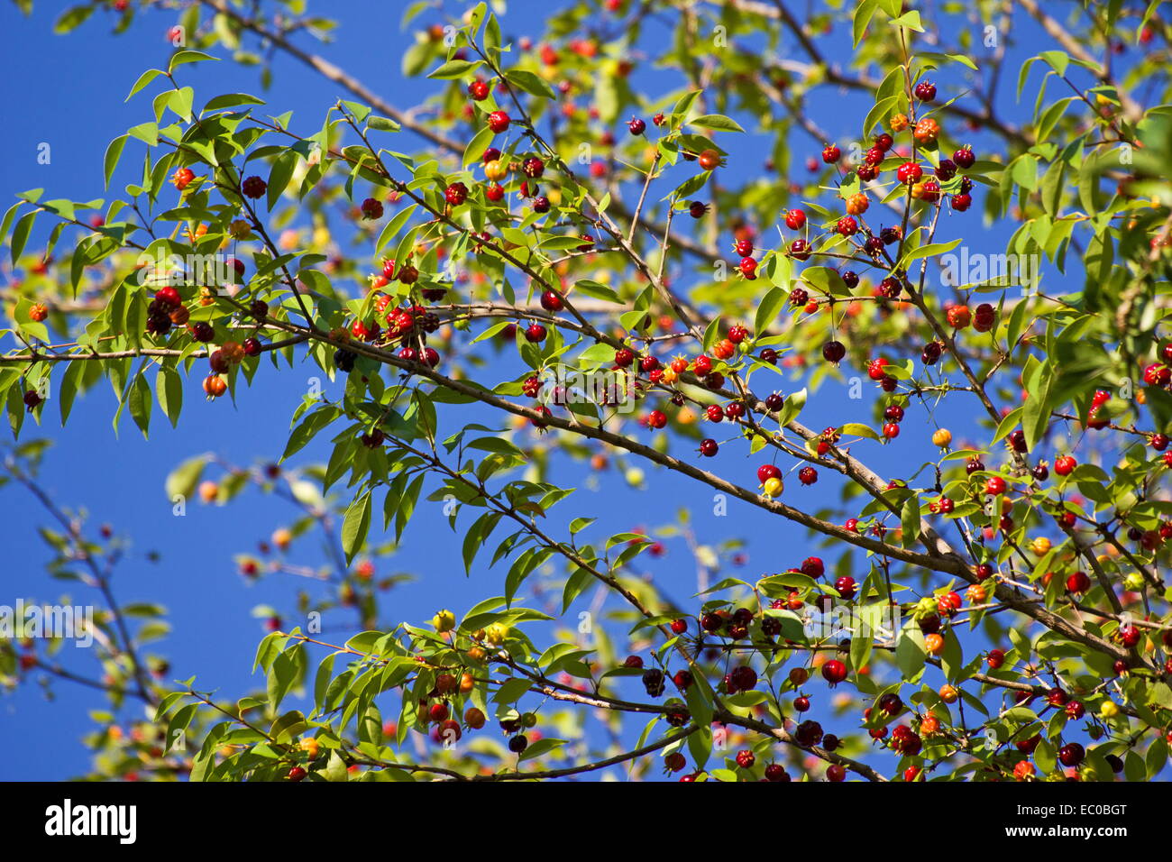 Brazilian cherry pitanga (Eugenia uniflora) over blue sky Stock Photo