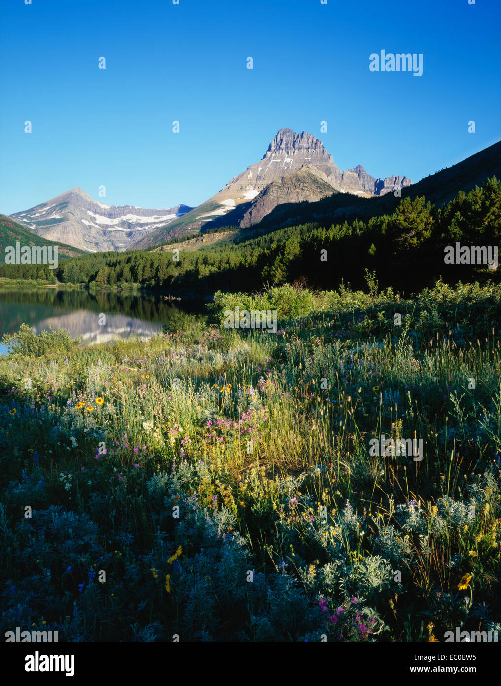 field of wildflowers on Swiftcurrent Lake and Mt. Wilbur at sunrise ...