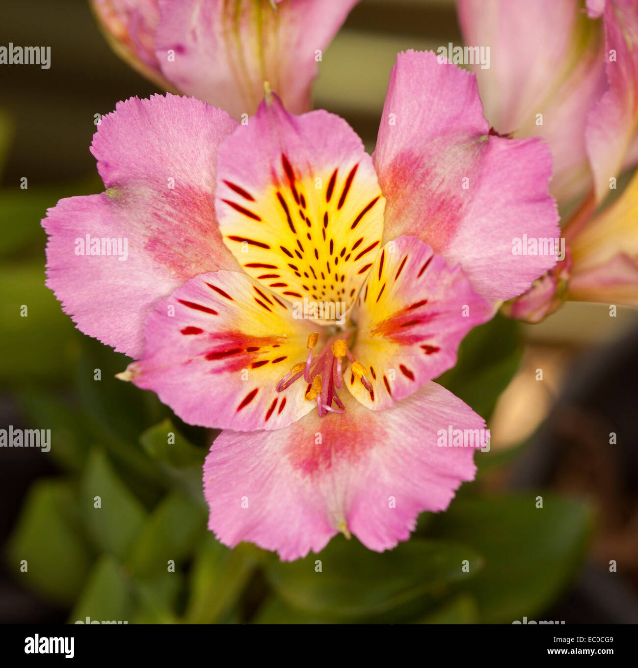 Spectacular bright pink Alstroemeria flower with yellow throat & red & brown streaks against background of dark green foliage Stock Photo
