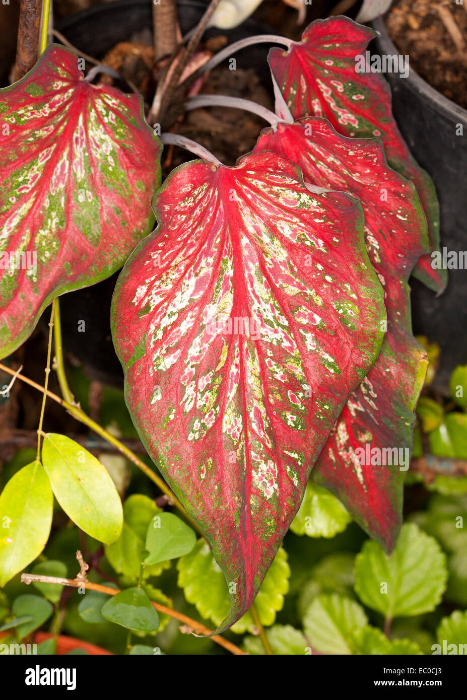 Group of spectacular & unusual caladium leaves, vivid red with splashes of white and green edges Stock Photo
