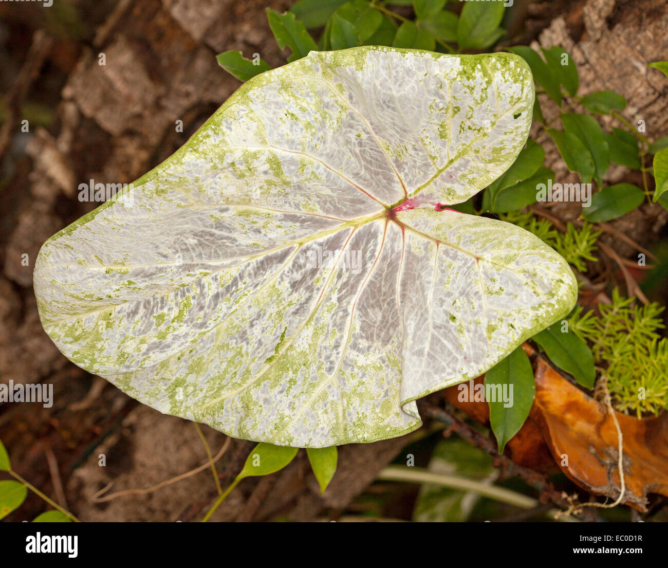Large almost transparent Caladium leaf, white with splashes of light green and touch of red by stem Stock Photo