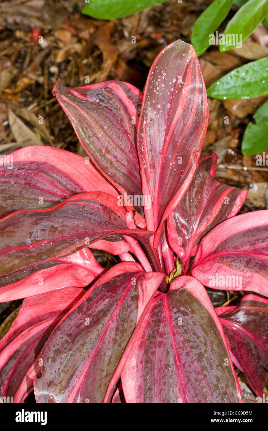 Vivid red and pink striped leaves of Cordyline fruticosa Pink Champion - an attractive foliage plant with raindrops on foliage Stock Photo