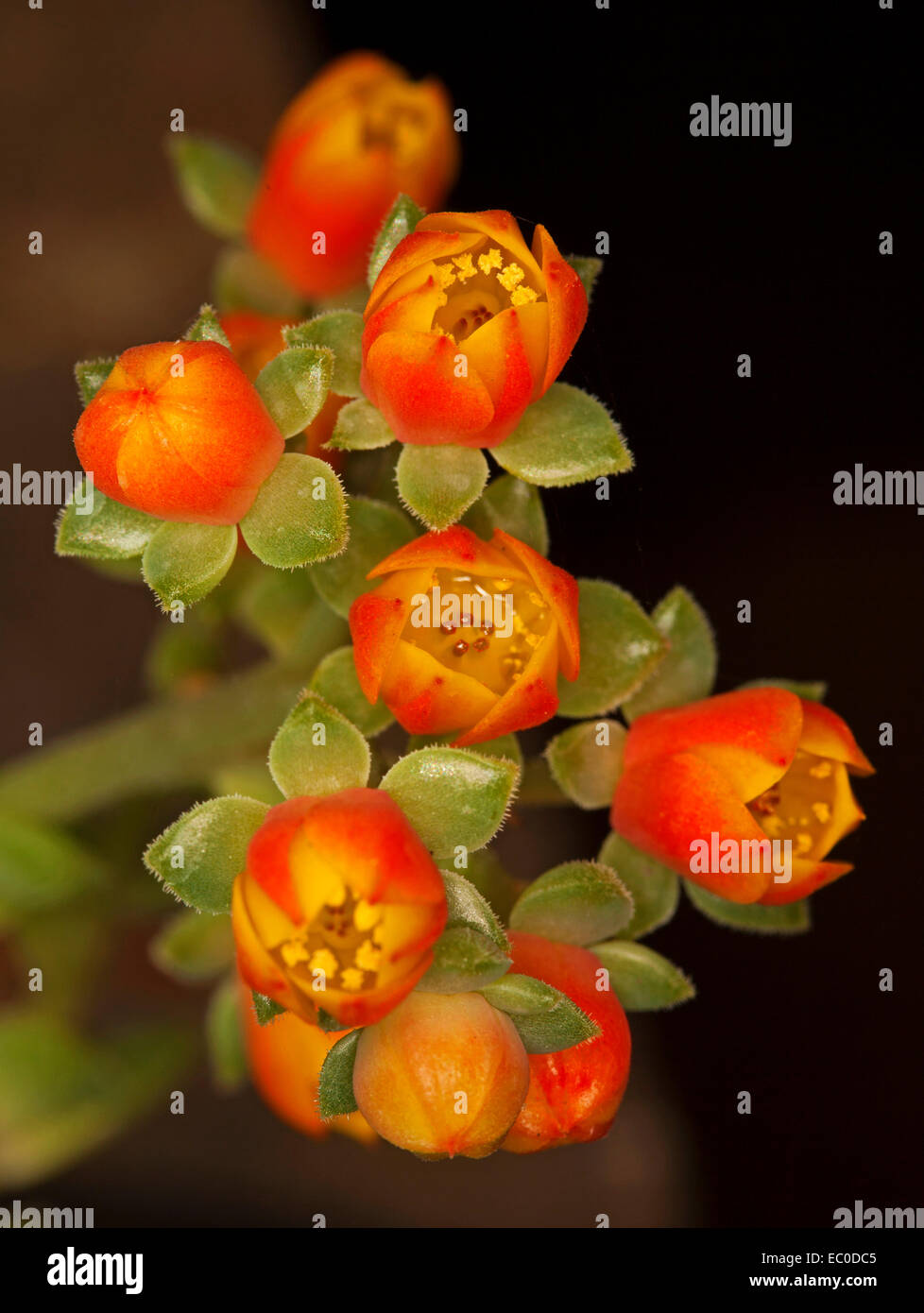 Beautiful vivid orange / red flowers and green 'leaves' of succulent plant  Echeveria 'Dondo' against black background Stock Photo - Alamy
