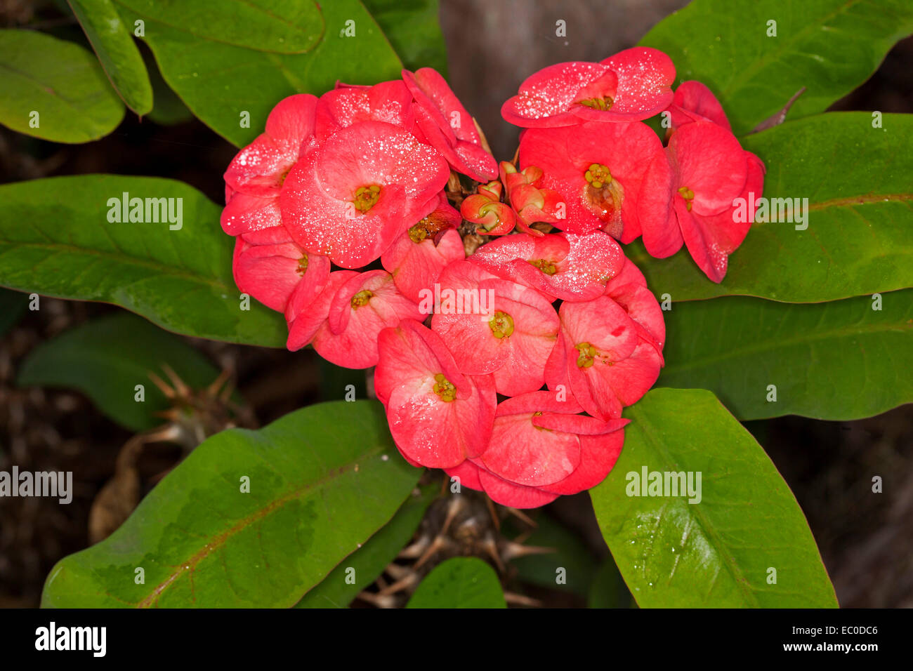 Cluster of large red flowers with dew & emerald leaves of succulent  plant, Euphorbia millii Rancho series, 'Crown of Thorns' Stock Photo