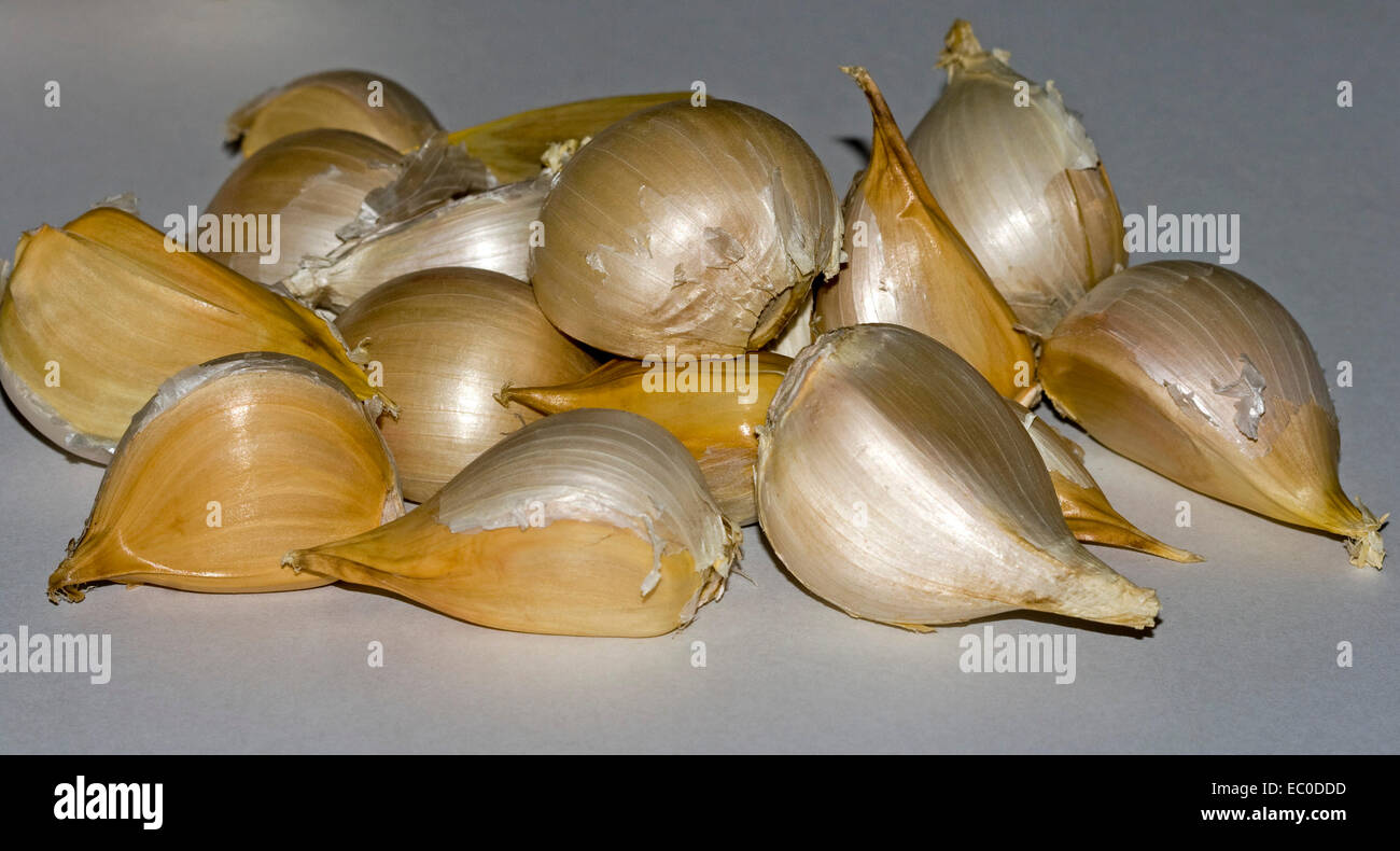 Cluster of freshly harvested golden brown cloves of giant Russian