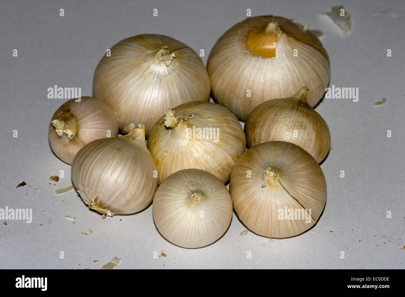 Cluster of freshly harvested bulbs of giant Russian / elephant garlic