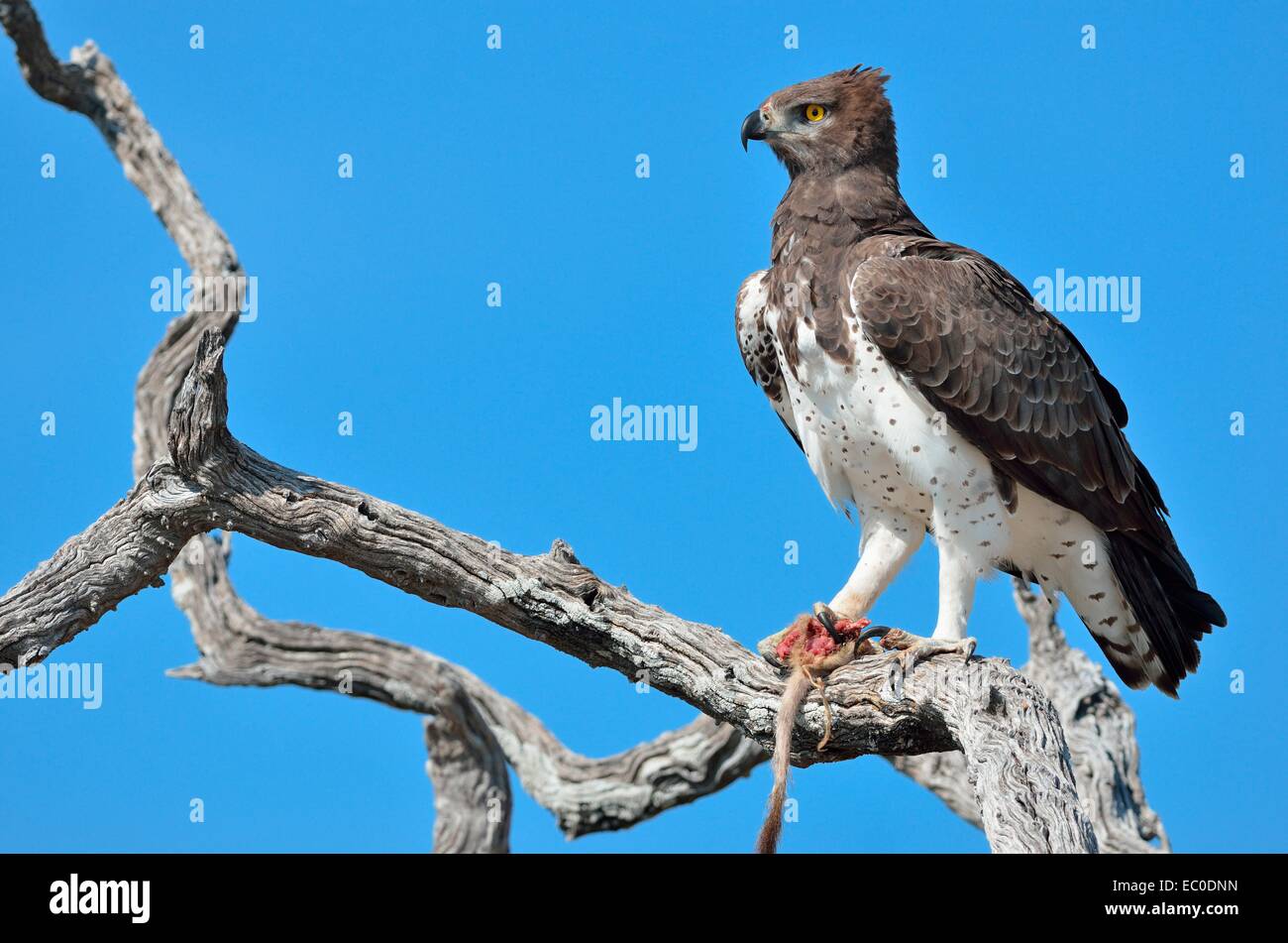 Martial Eagle (Polemaetus bellicosus),on a branch, with the tail and the paw of a meerkat in its talons, Etosha, Namibia, Africa Stock Photo