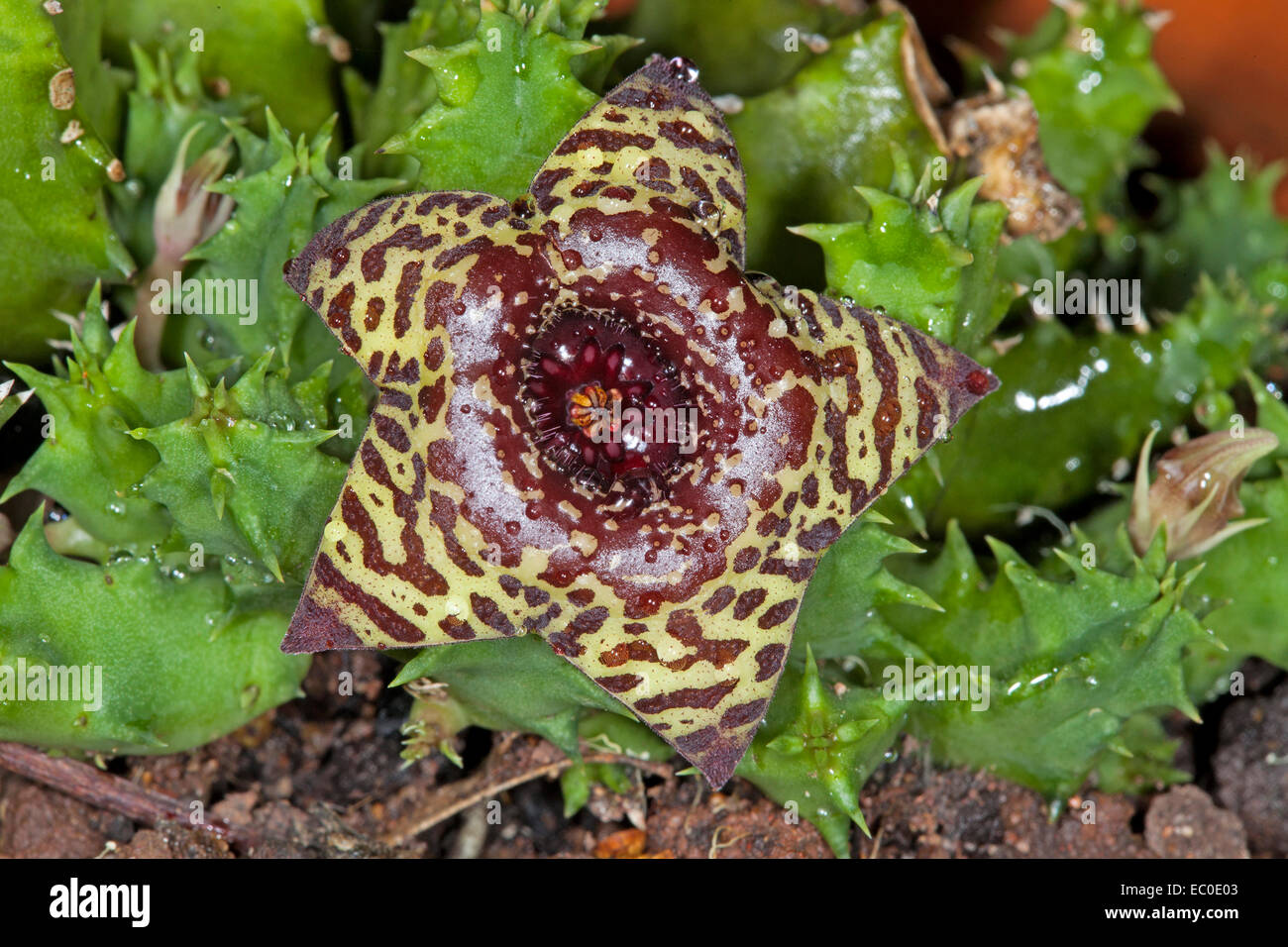 Unusual brown and yellow spotted flower of Huernia zebrina, Life Saver Plant, and green stems of this sprawling succulent plant Stock Photo