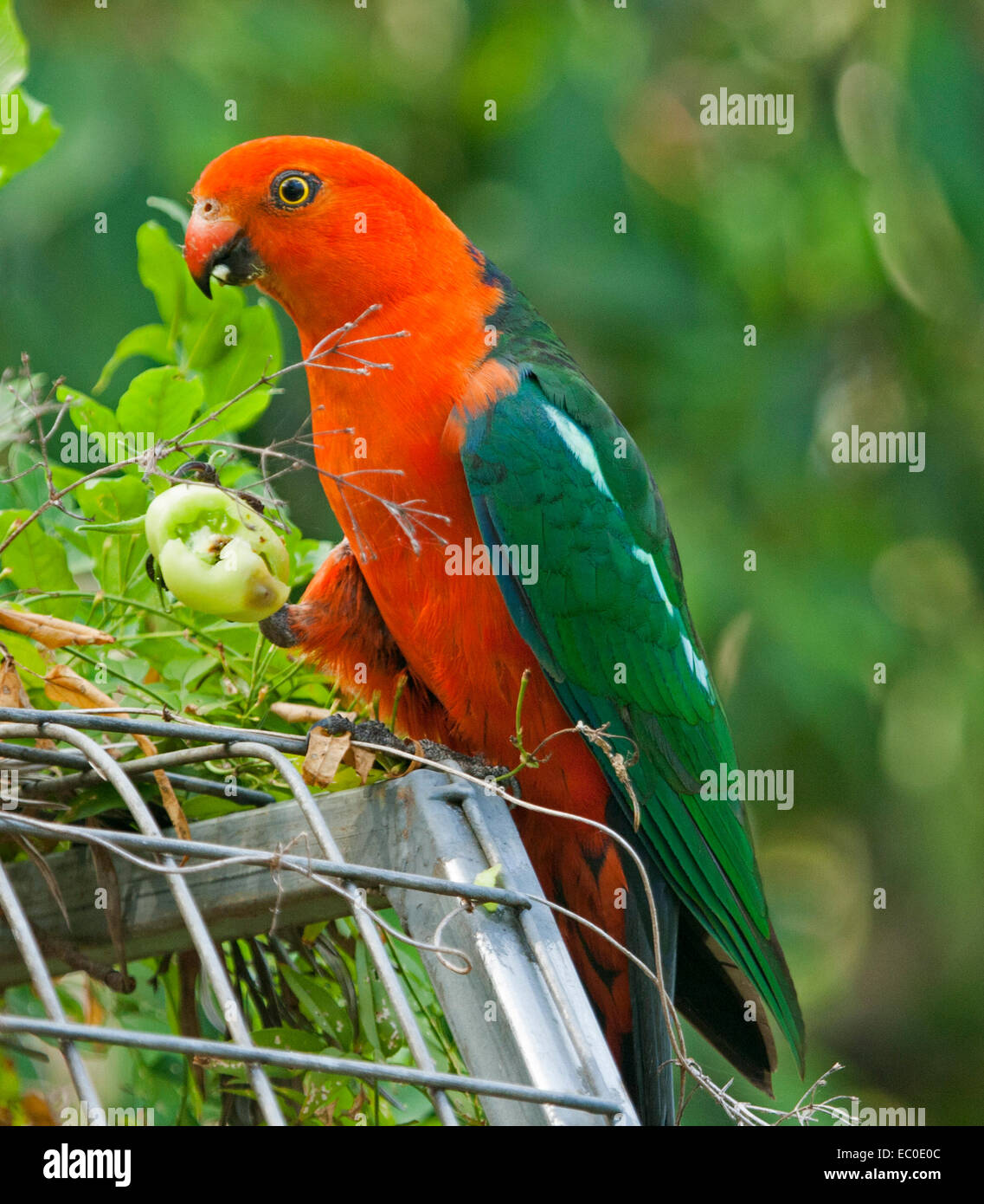 Spectacular vivid red & green Australian male king parrot, a wild bird, eating green tomato held in raised claw in home garden Stock Photo