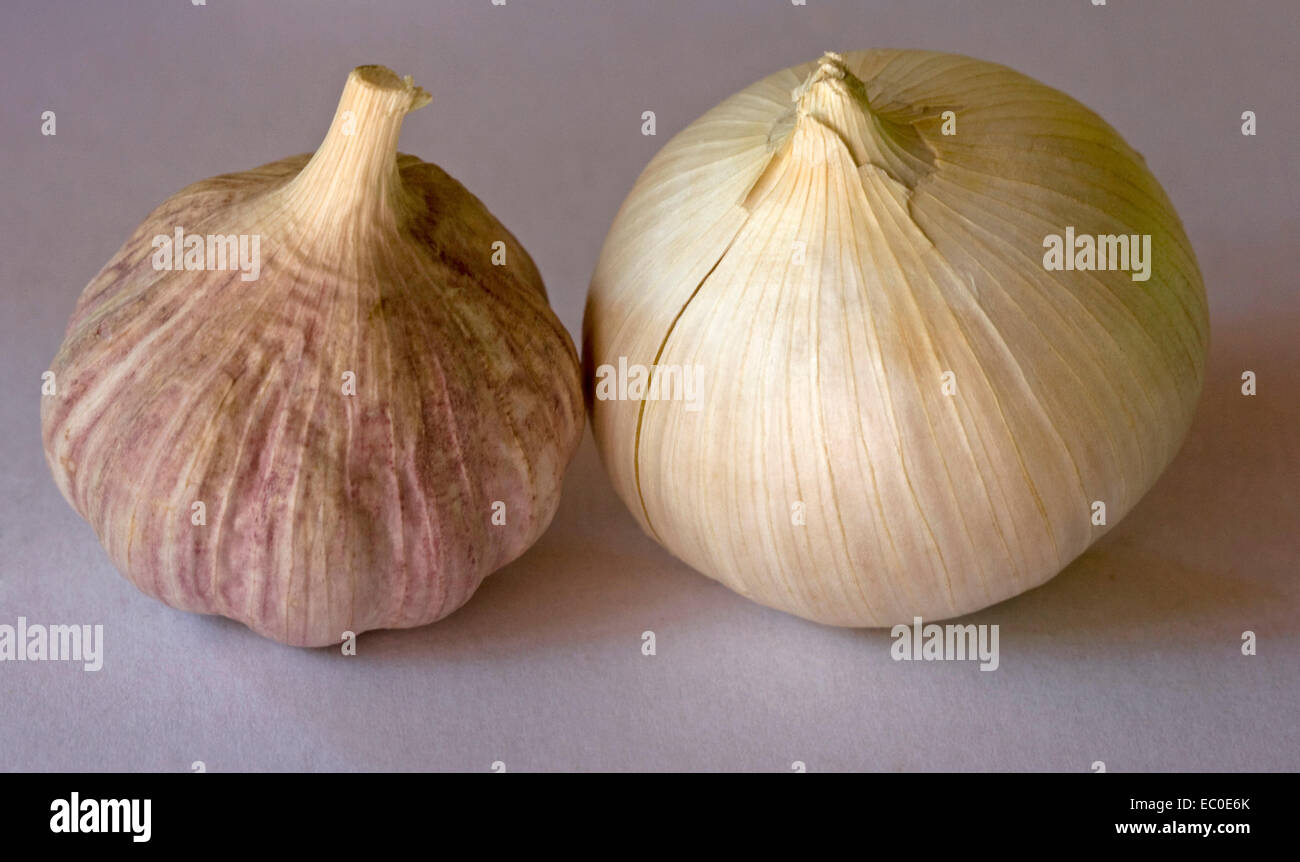 Freshly harvested bulb of giant Russian garlic beside smaller one of