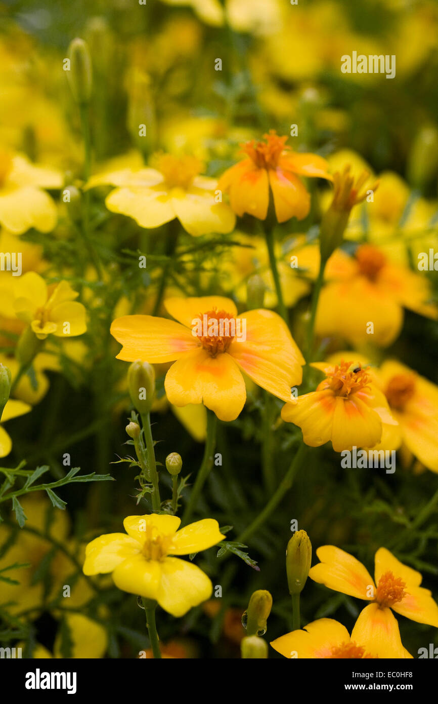 Tagetes tenuifolia flowers. Bright coloured marigold flowers. Stock Photo