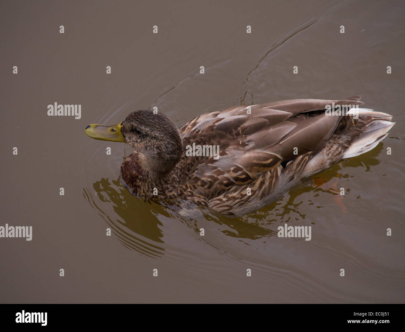 Duck swimming in river. Stock Photo