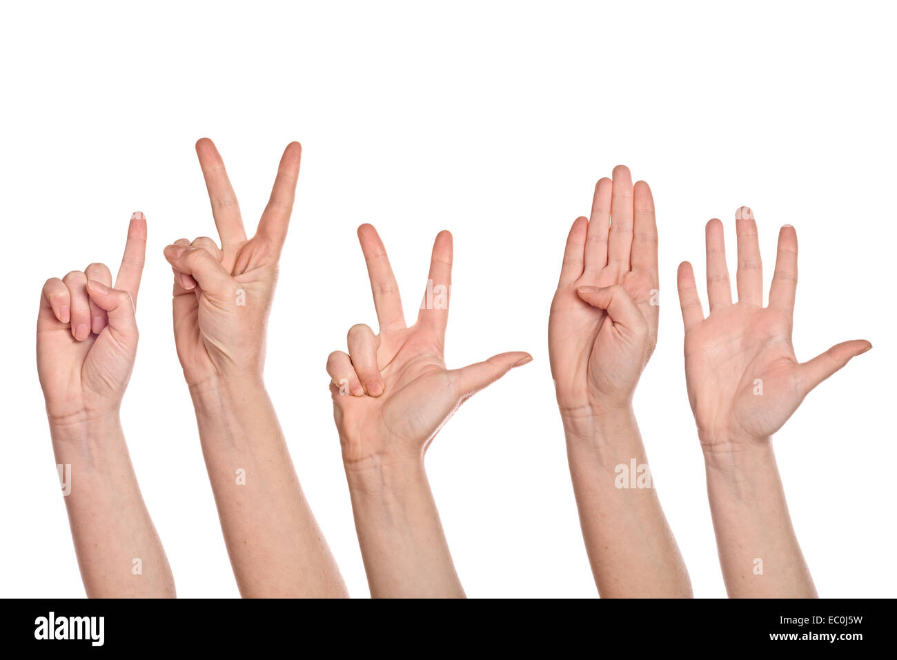 Caucasian white female hands counting from one to five fingers, isolated on white background. Stock Photo