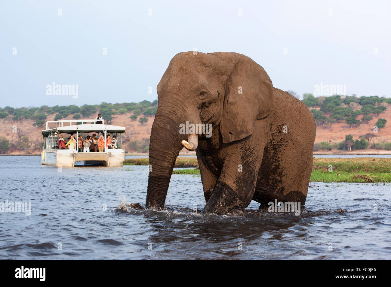 African elephant (Loxodonta africana) watched by tourists, Chobe National Park, Botswana Stock Photo