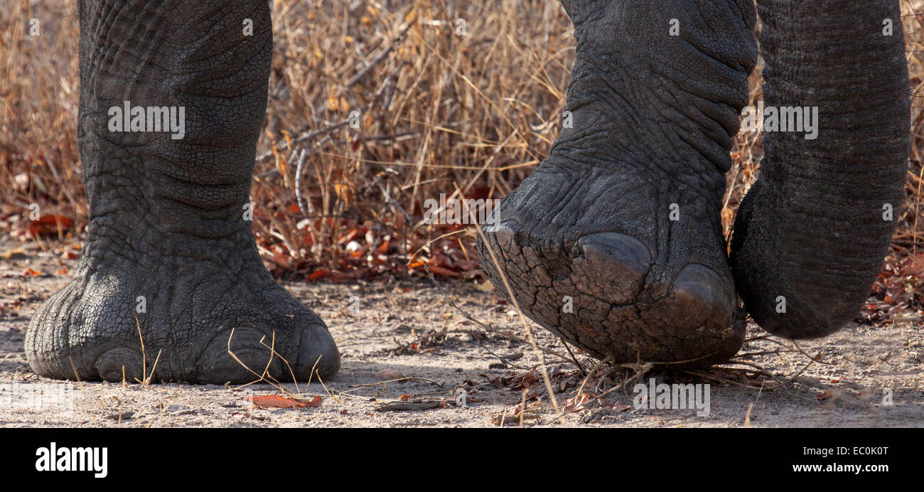 Closeup of African elephants feet and trunk Stock Photo Alamy