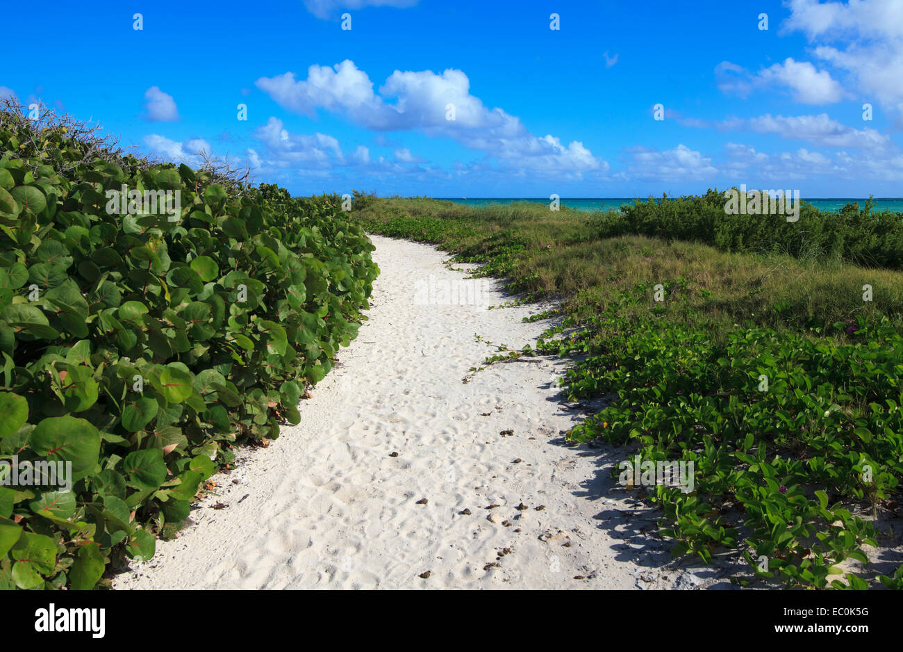 Path to the sea of white sand. Atlantic Ocean. Cayo Guillermo. C Stock ...