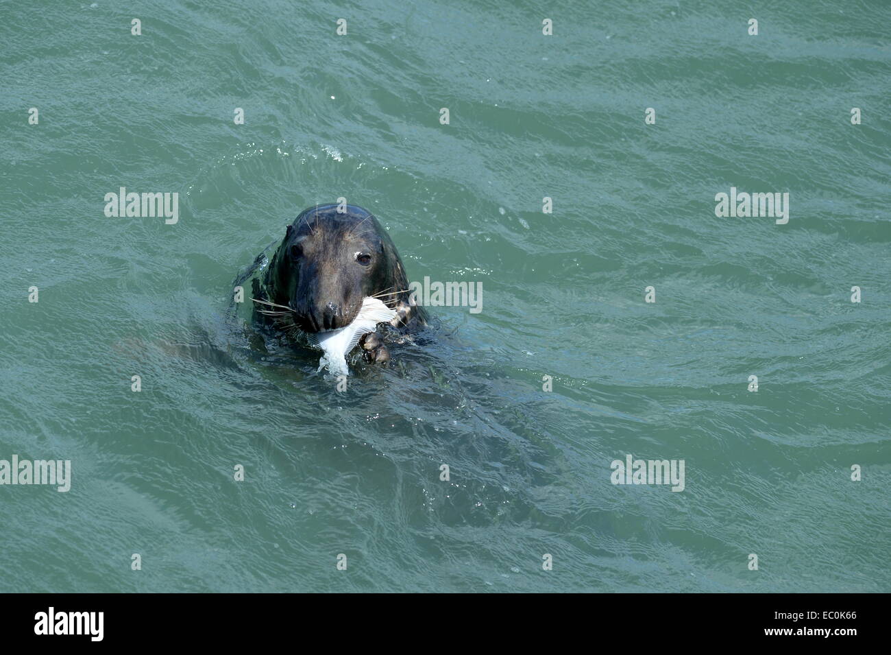 common seal using flippers to feed on fish while floating in the sea off Mumbles Stock Photo