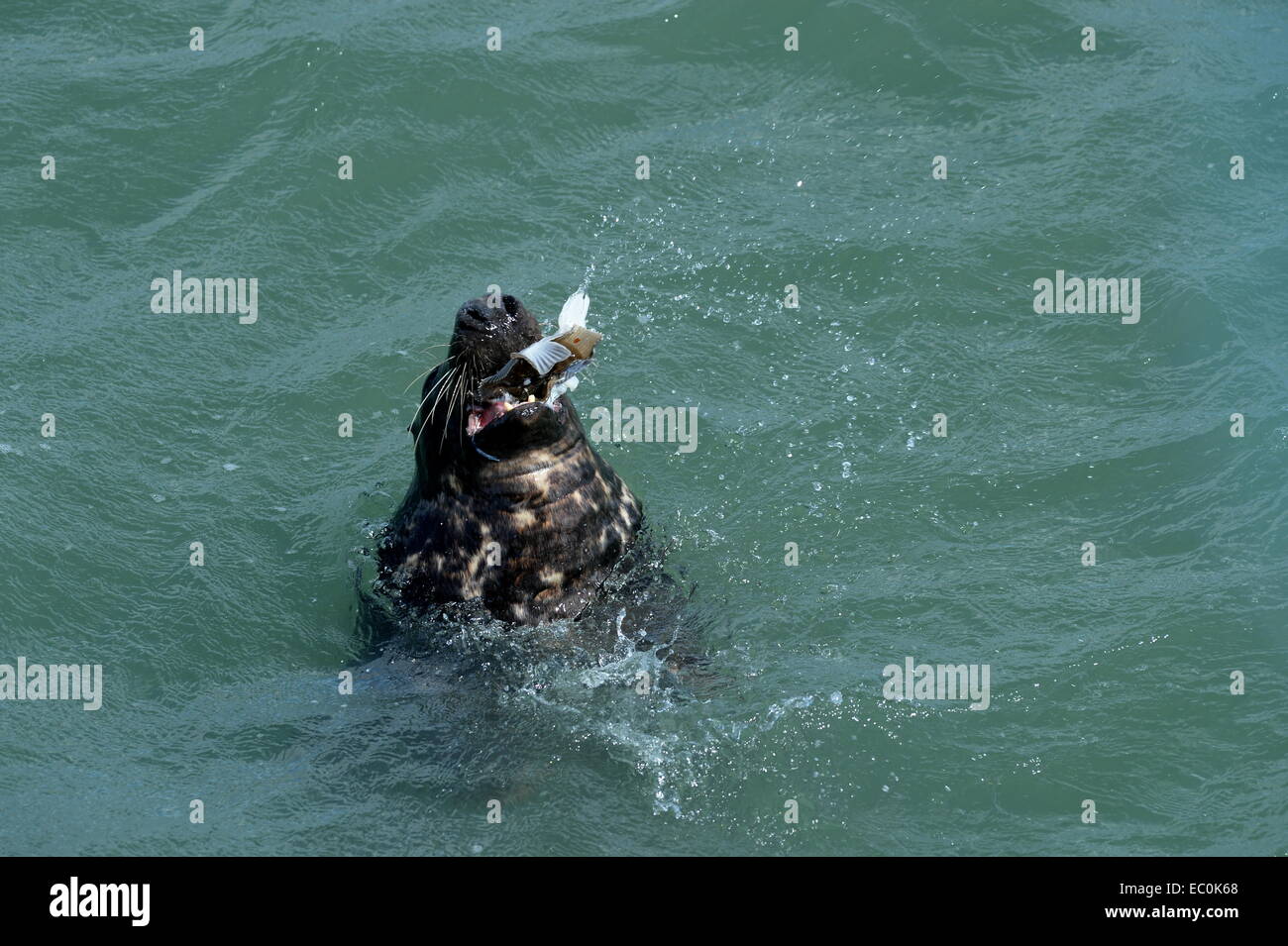 common seal using flippers to feed on fish while floating in the sea off Mumbles Stock Photo