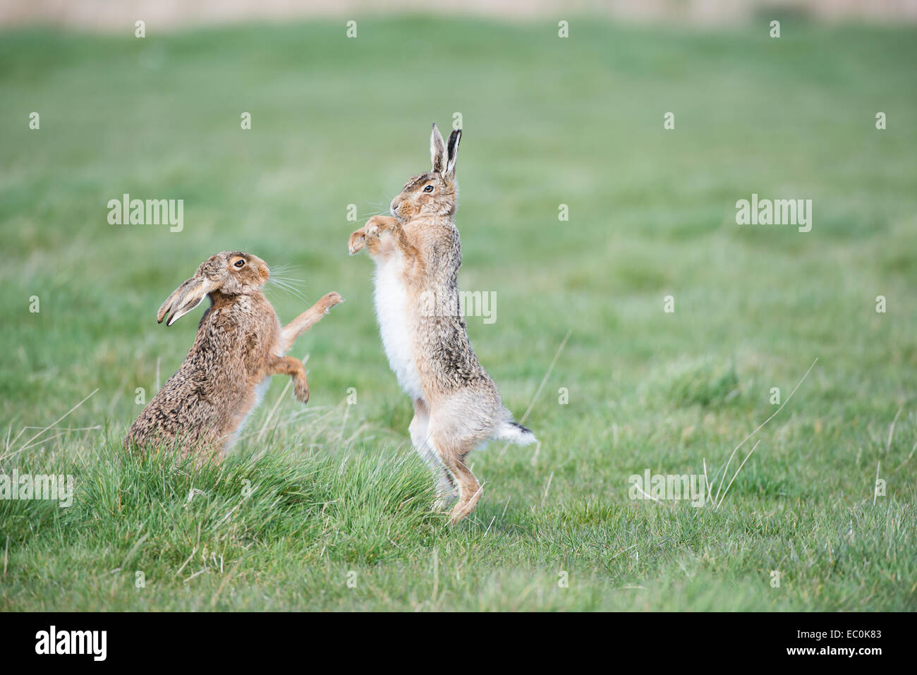 Brown Hares (Lepus europaeus), adult male and female 'boxing' during spring mating season.  East Anglia, UK Stock Photo
