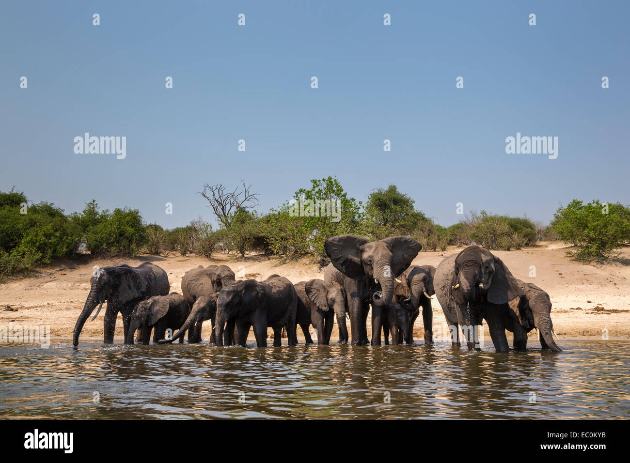 African elephants (Loxodonta africana) drinking in Chobe River, Chobe National Park, Botswana Stock Photo