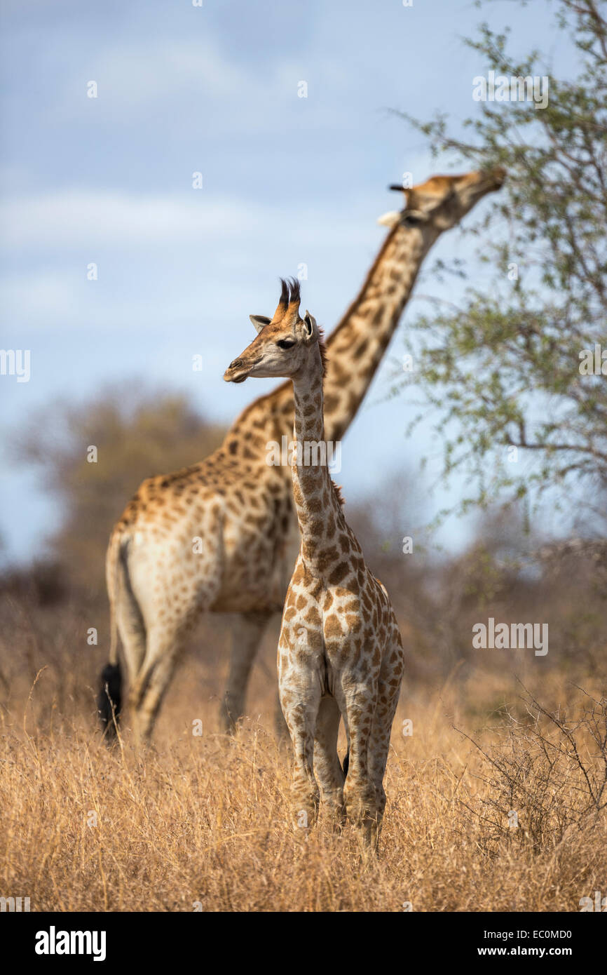 Young giraffe (Giraffa camelopardalis), Kruger national park, South Africa Stock Photo