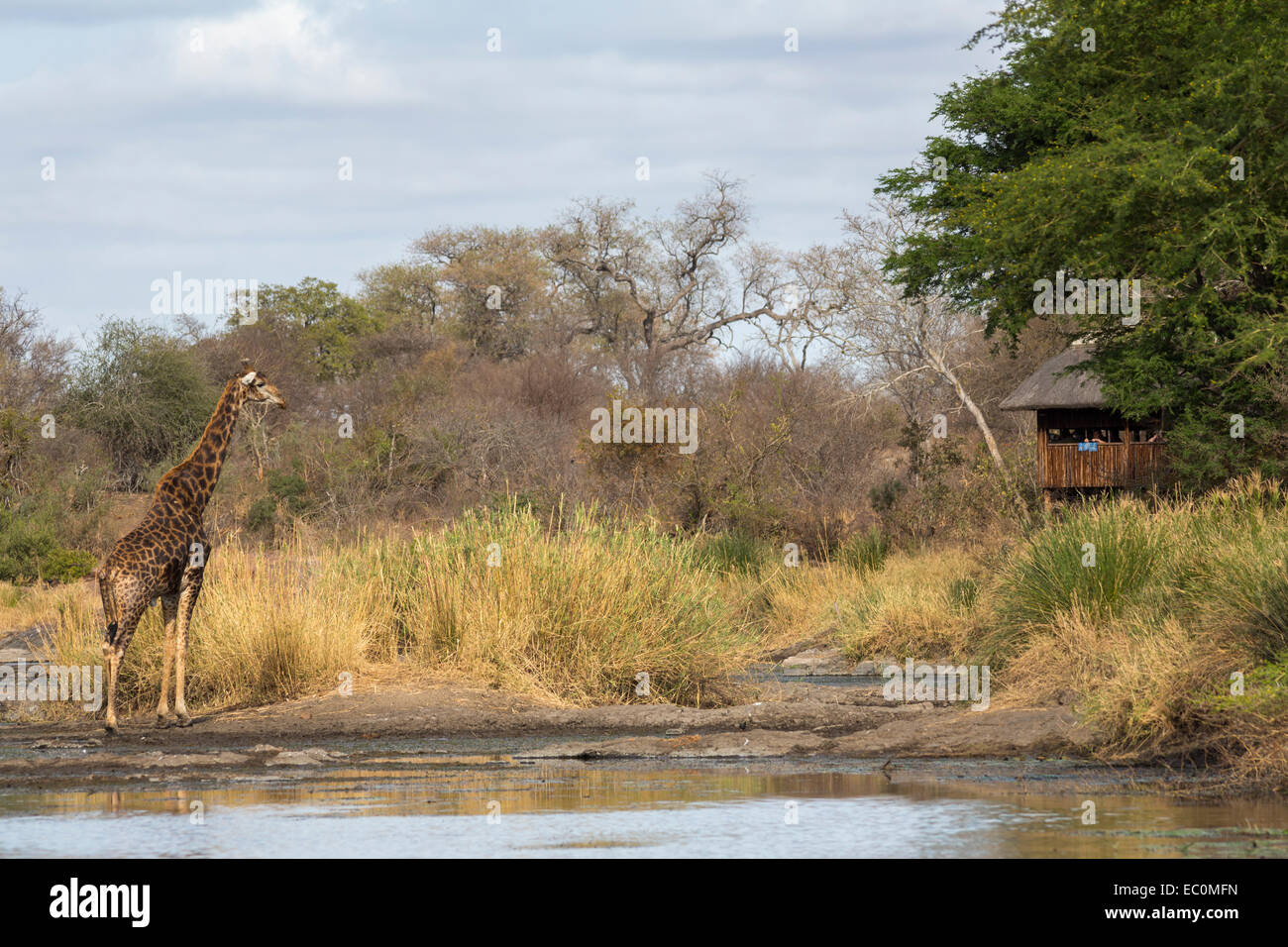 Sweni wildlife viewing hide, Kruger national park, South Africa Stock Photo