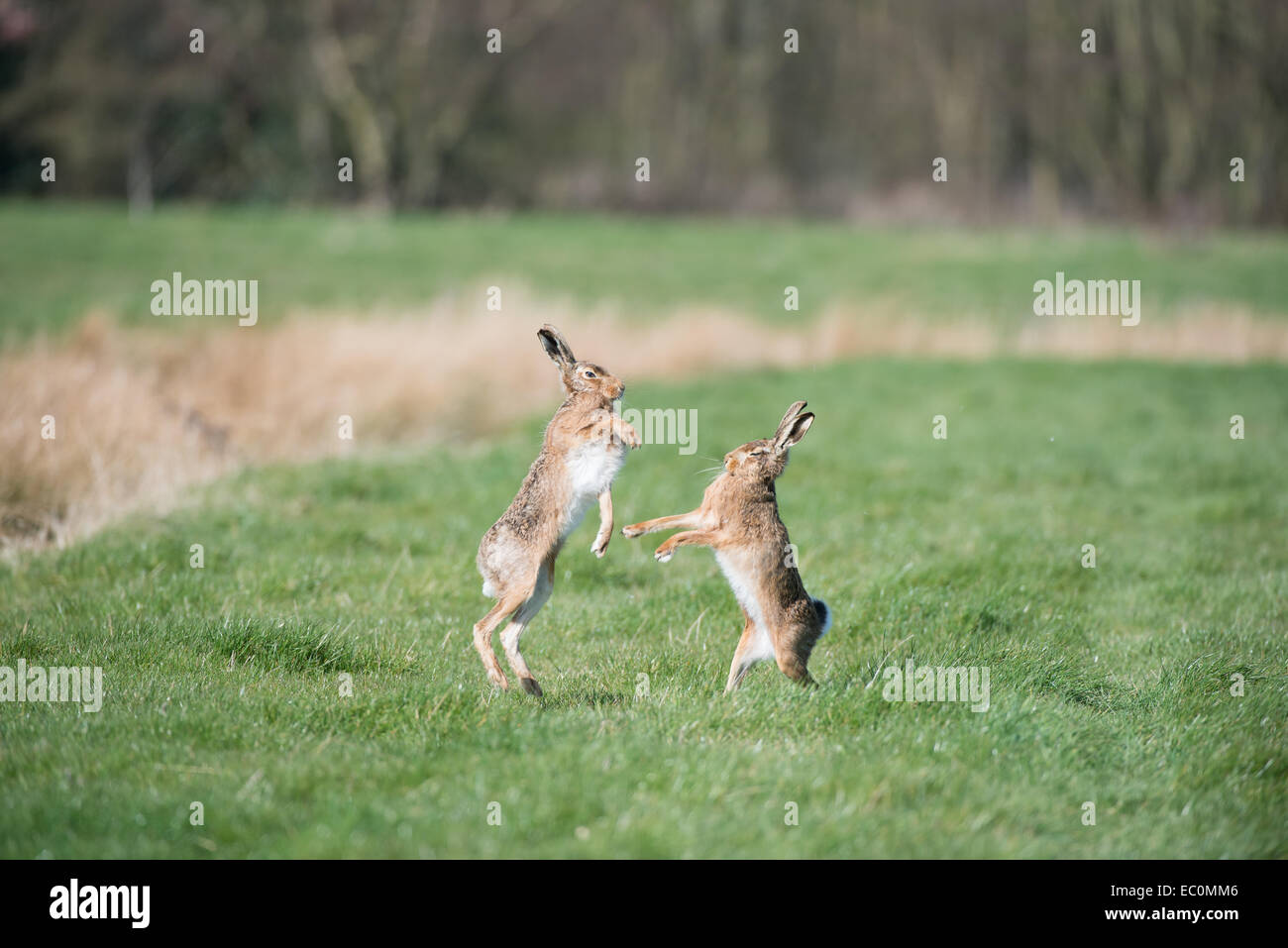 Brown Hares (Lepus europaeus), adult male and female 'boxing' during spring mating season.  East Anglia, UK Stock Photo