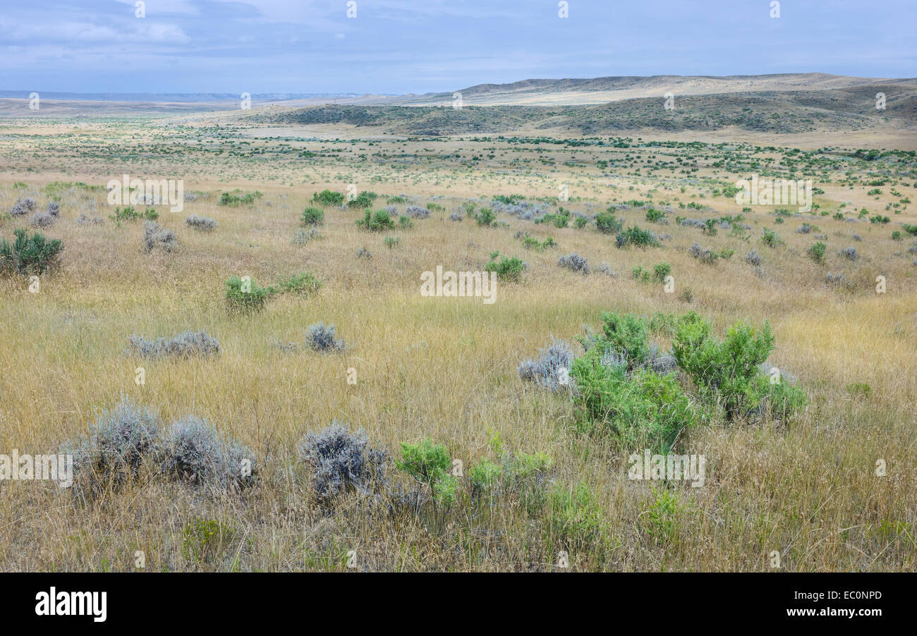 Open prairie, grassland, and dry scrub and hills under a bright sky