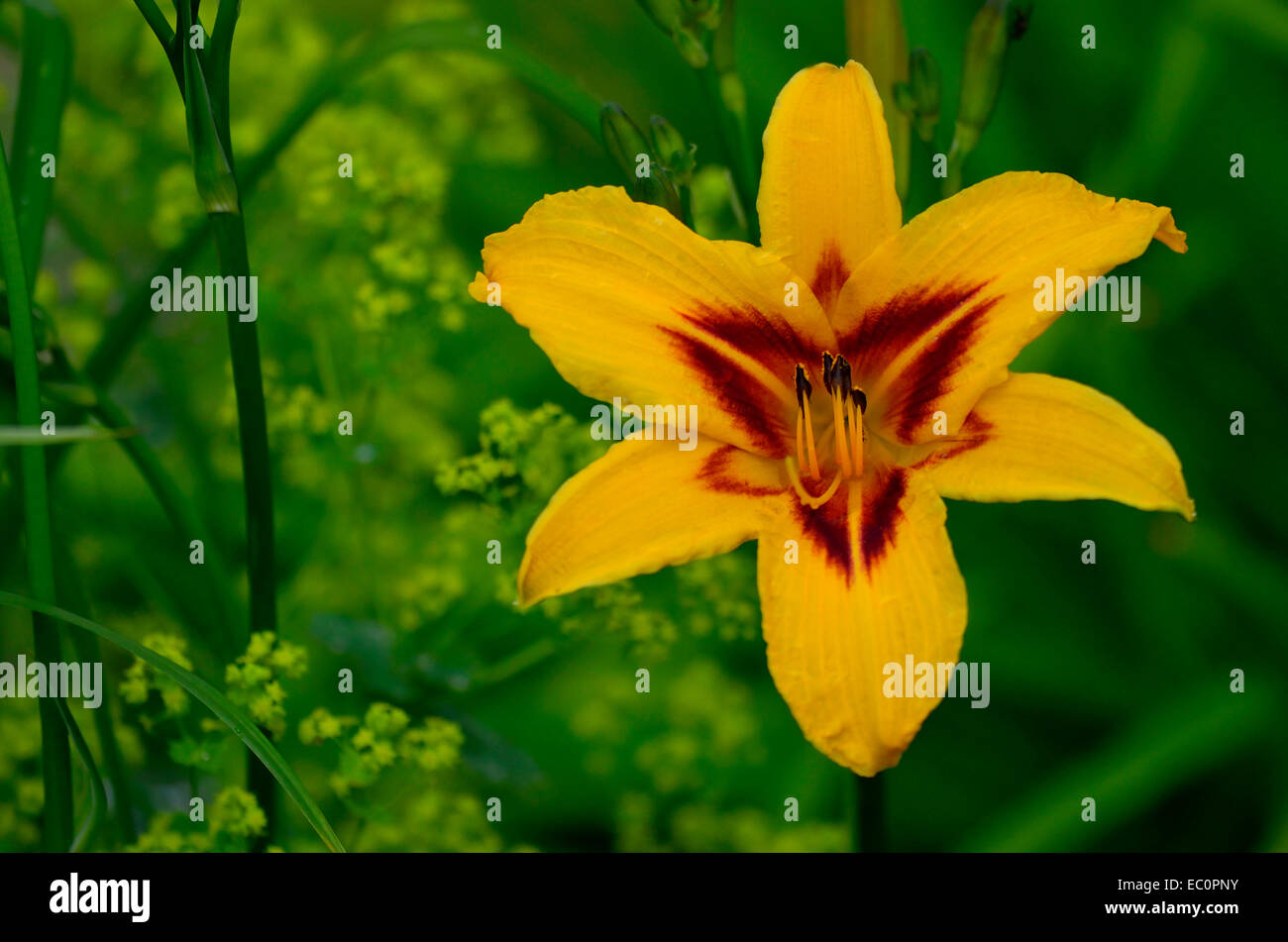 Close up portrait of the Hemerocallis Daylily 'Centrepiece' in a garden flower border Stock Photo