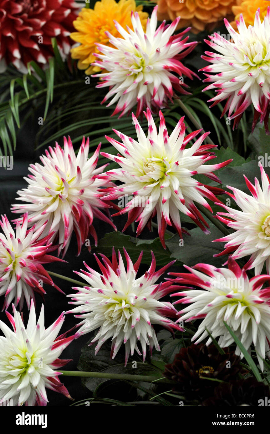Close up of the exotic Dahlia 'Dutch Explosion' in a flower border Stock Photo