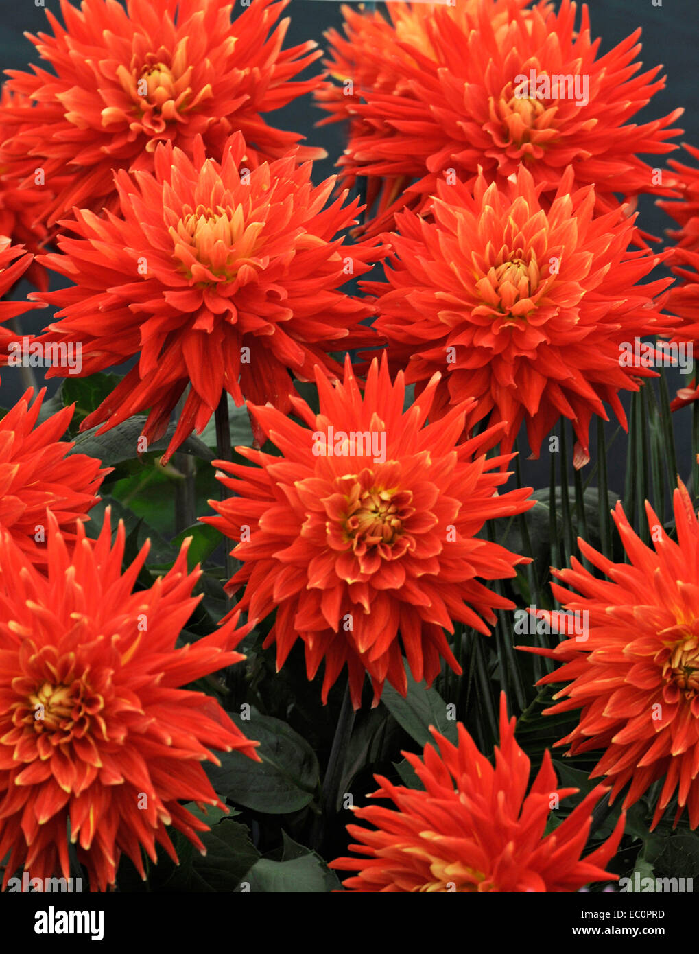 Close up of the exotic Dahlia Vulcan in a flower border Stock Photo