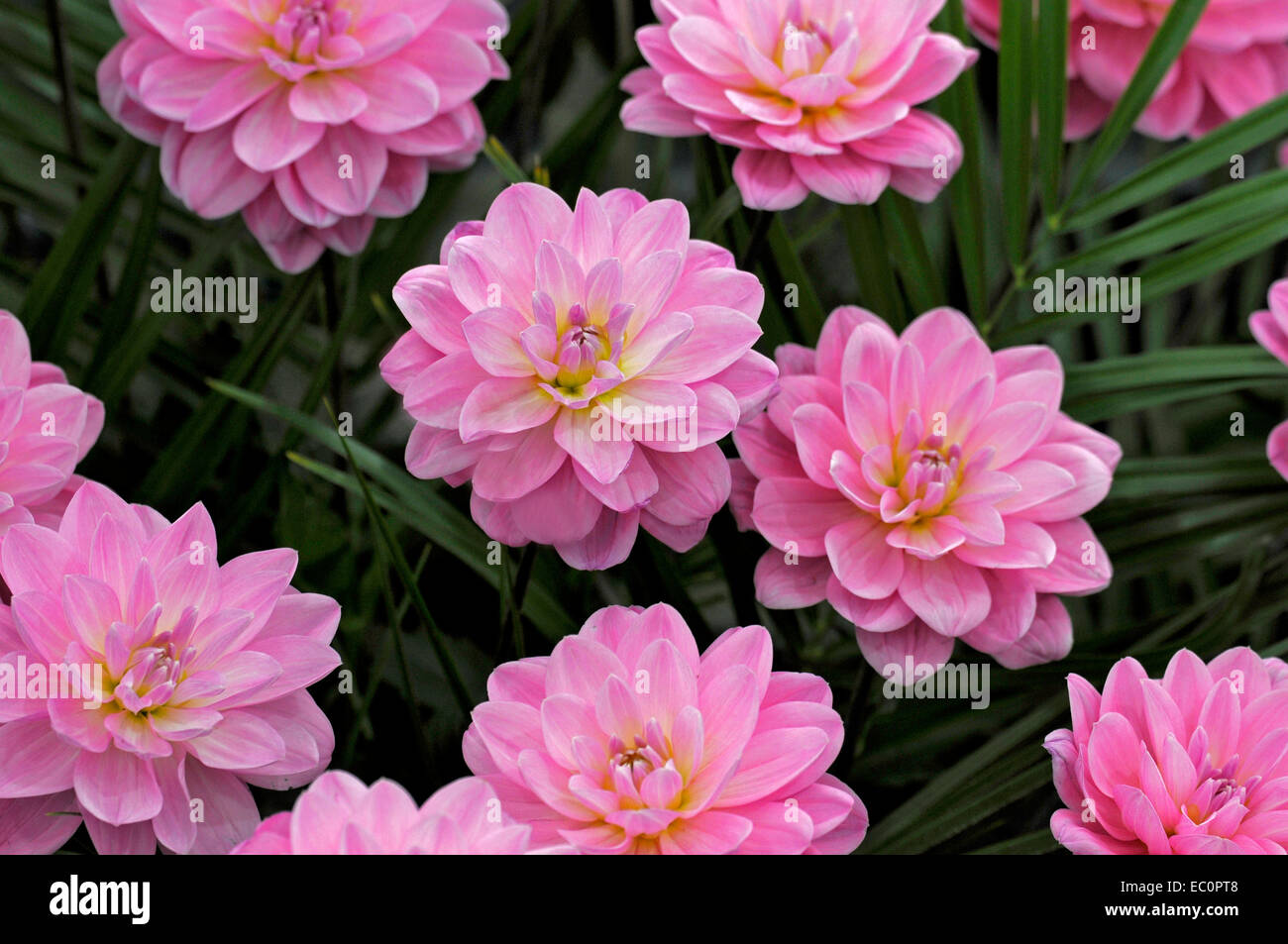 Close up of the exotic Dahlia 'Onesta' in a garden border Stock Photo