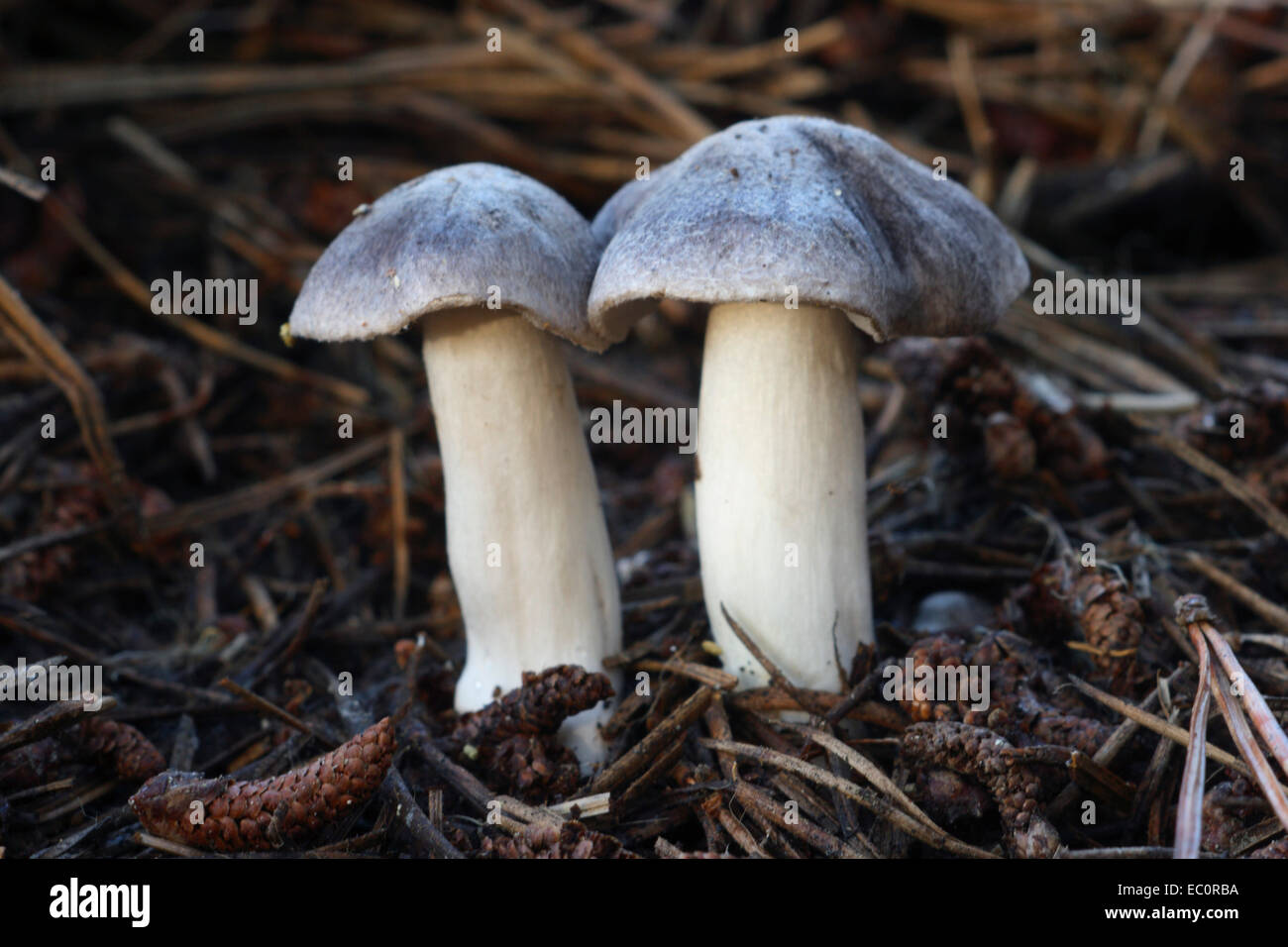 Grey knightcap Mushrooms, Tricholoma terreum. Fruiting bodies on