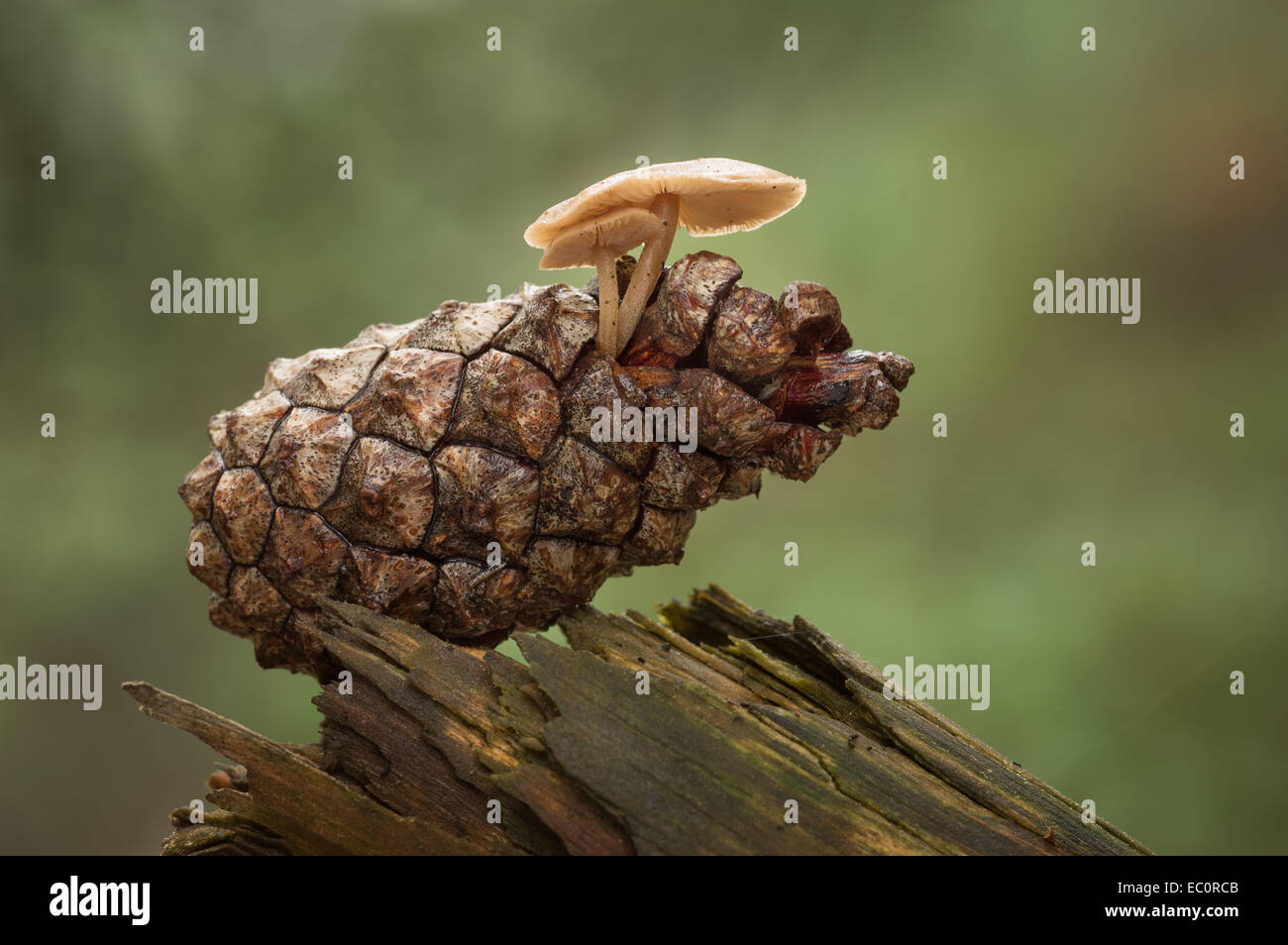 Conifer Cap / Pine Cap mushrooms growing from a Scots Pine cone Stock Photo