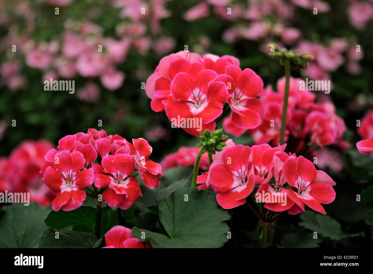 Close up of a colourful Pelargonium grandeur 'Dark Raspberry' Stock ...
