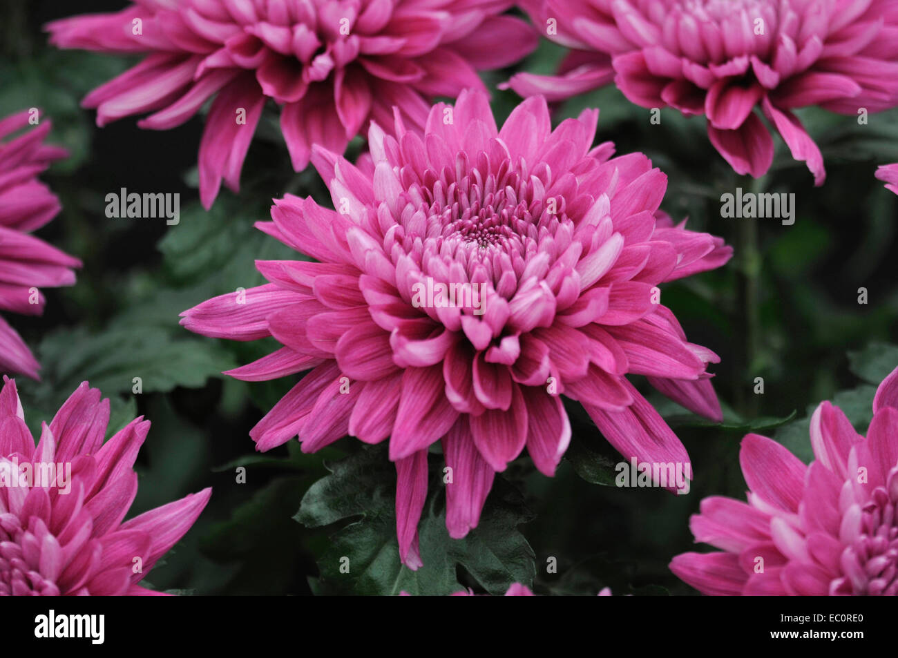 Close up of the exotic Dahlia 'Resomee Splendid' Stock Photo