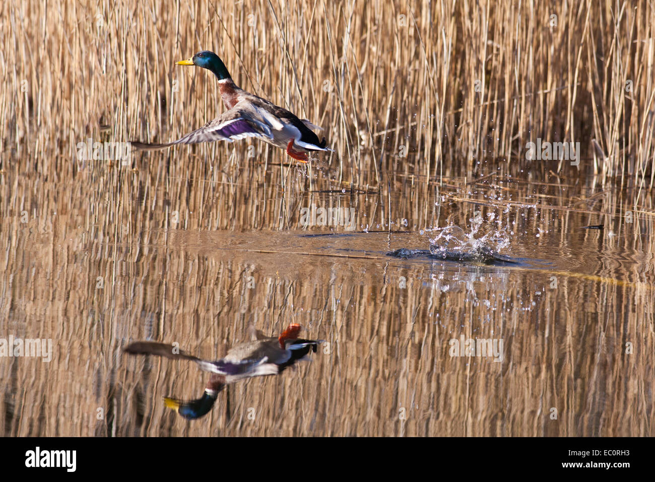 Duck taking off from pond Stock Photo
