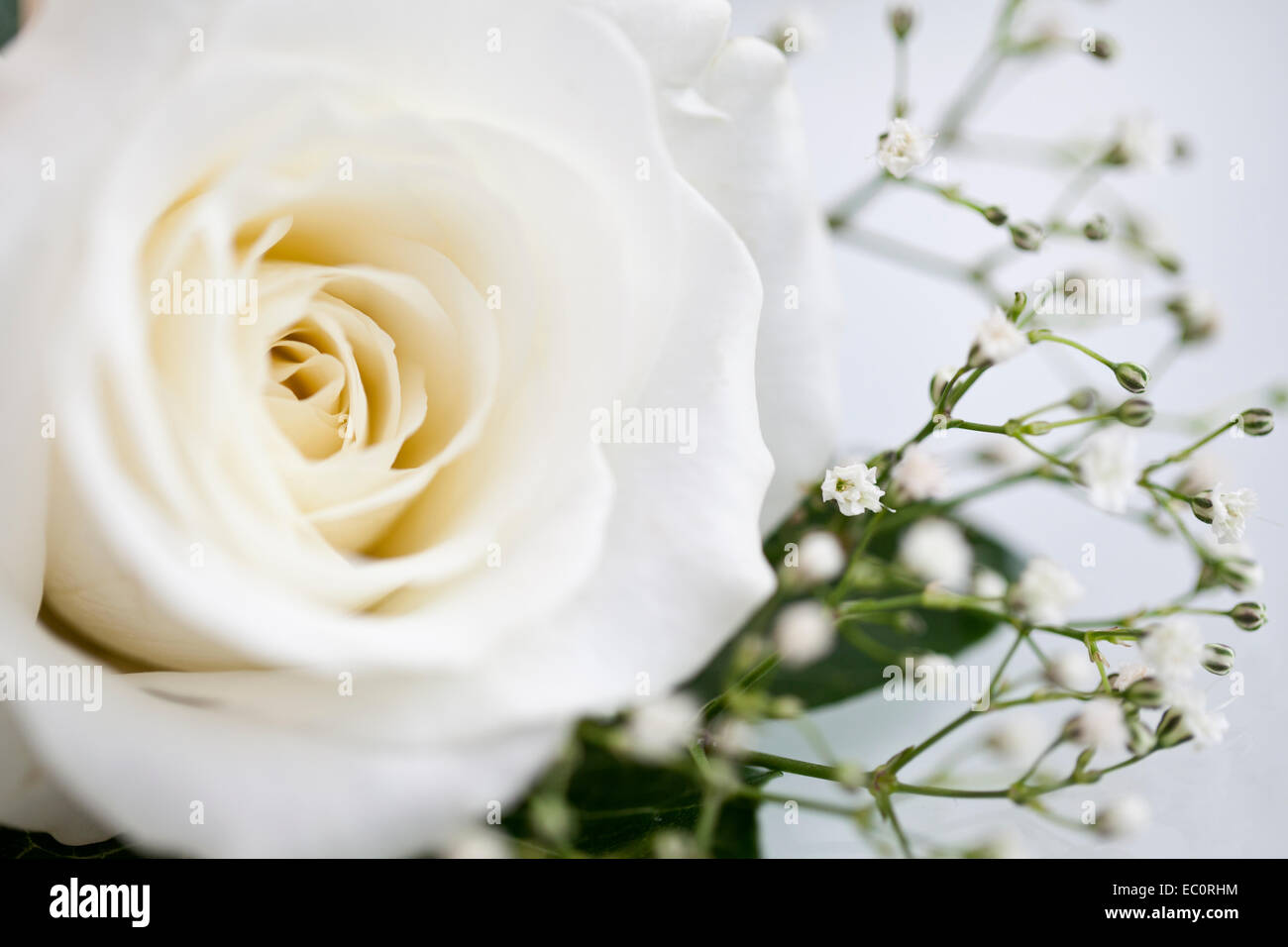 White Rose Stock Photo