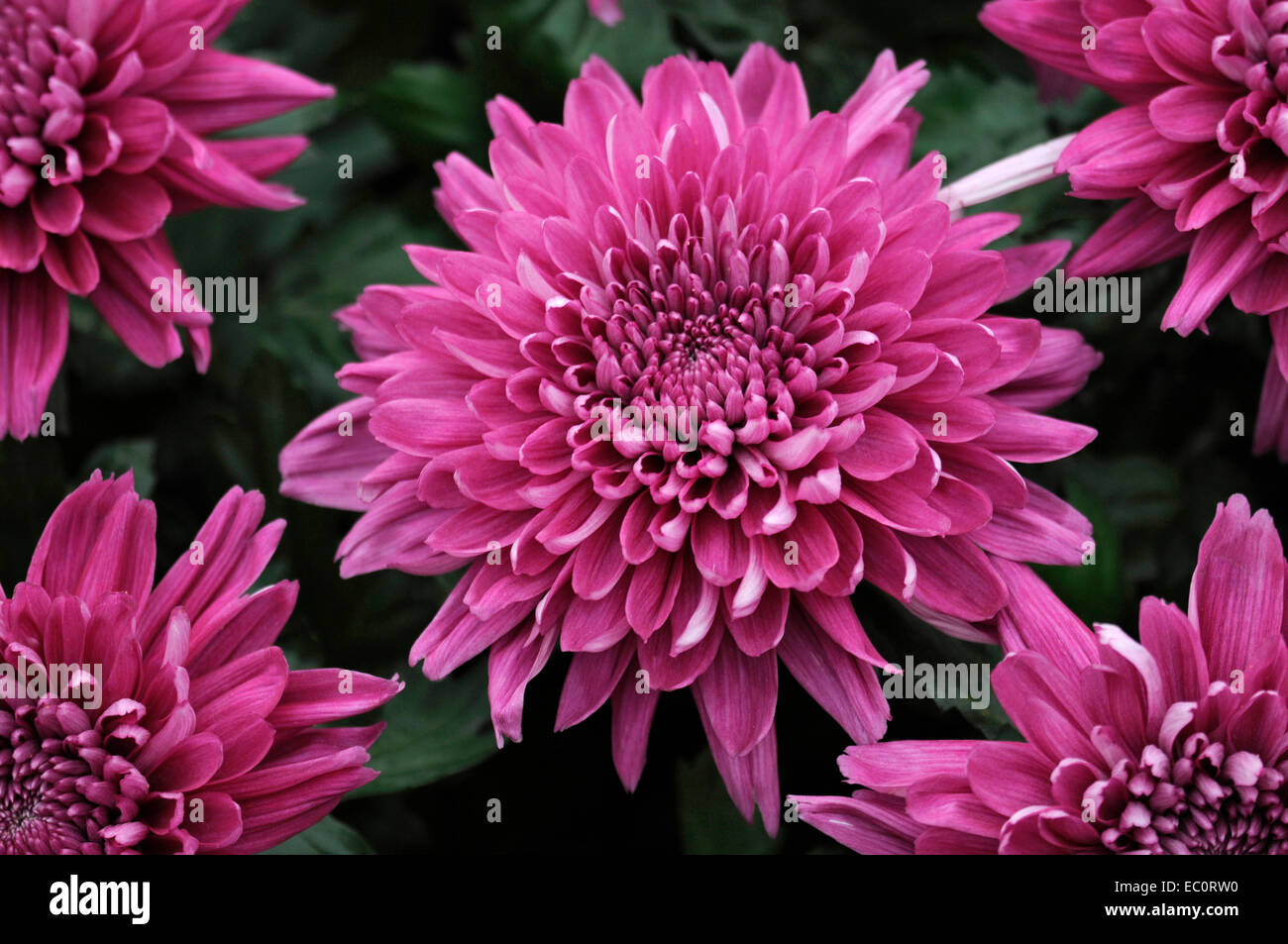 Close up of the exotic Dahlia 'Resomee Splendid' Stock Photo
