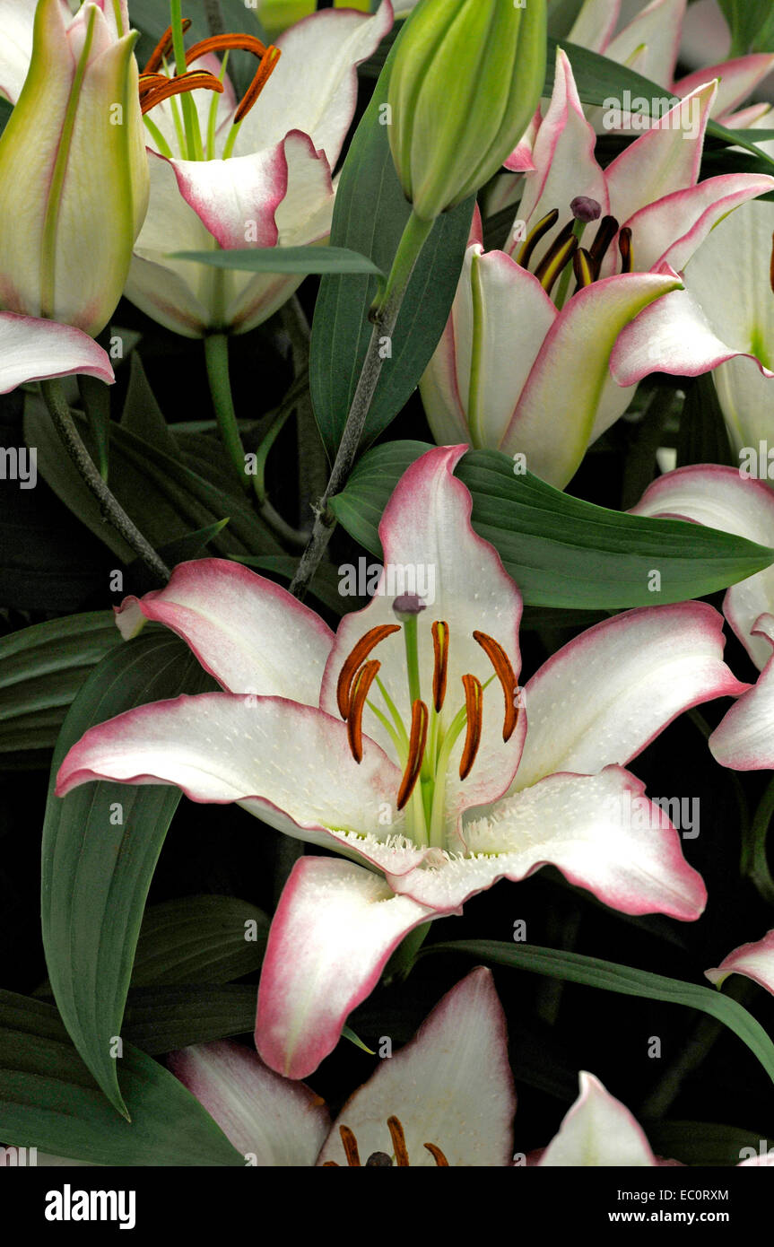 Close up portrait of the flowering Lilium Hotline Stock Photo Alamy