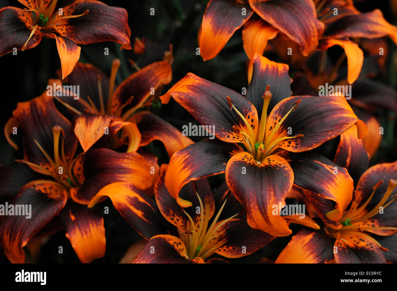 Close portrait up of the flowering Lilium 'Forever Susan' Stock Photo
