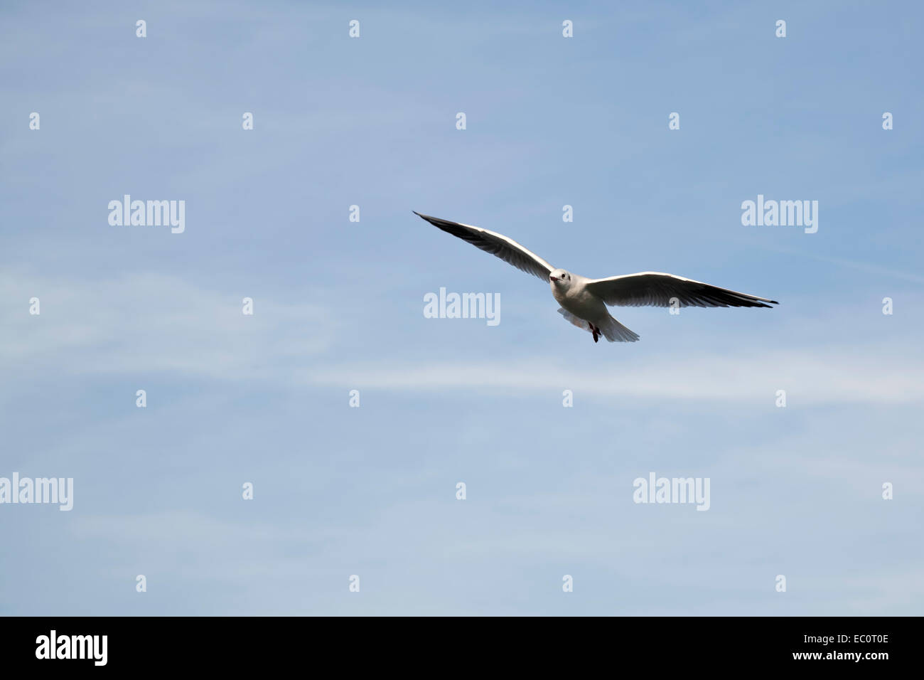 Seagull in flight with blue sky with copy space. Stock Photo