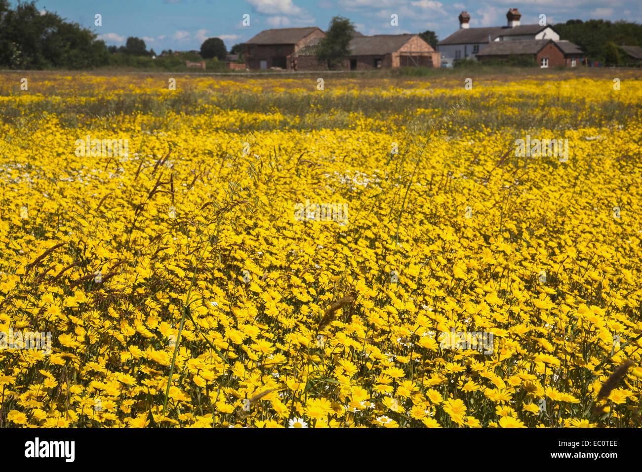Corn marigolds (Glebionis segetum) being grown for seed by Landlife, Inglenook Farm, Rainford, Merseyside Stock Photo