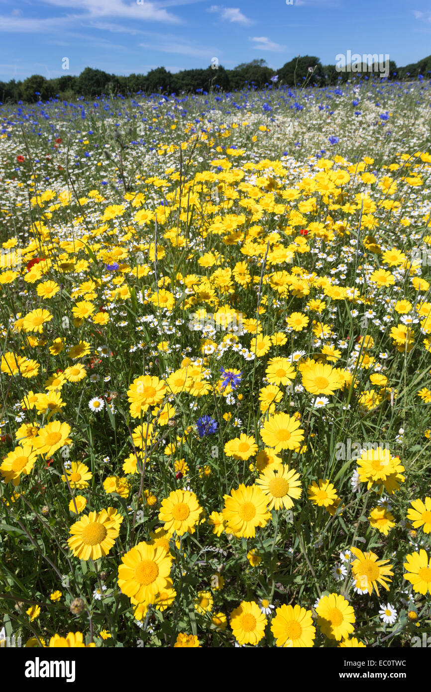 Wildflowers, including corn marigold (Glebionis segetum) and