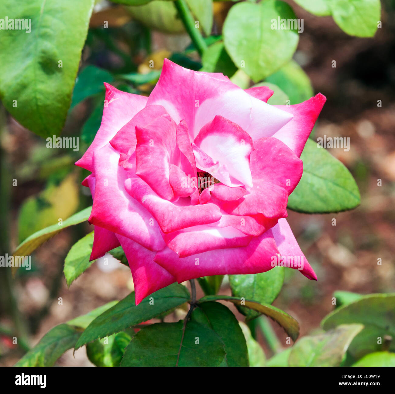 Beautiful blooming pink rose hi-res stock photography and images - Alamy