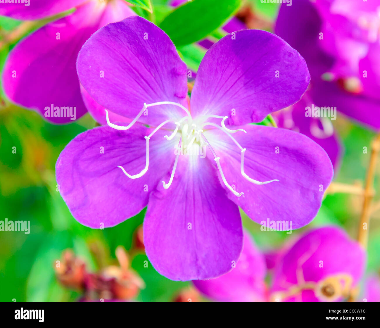 Purple flower in the small garden of country house Stock Photo - Alamy