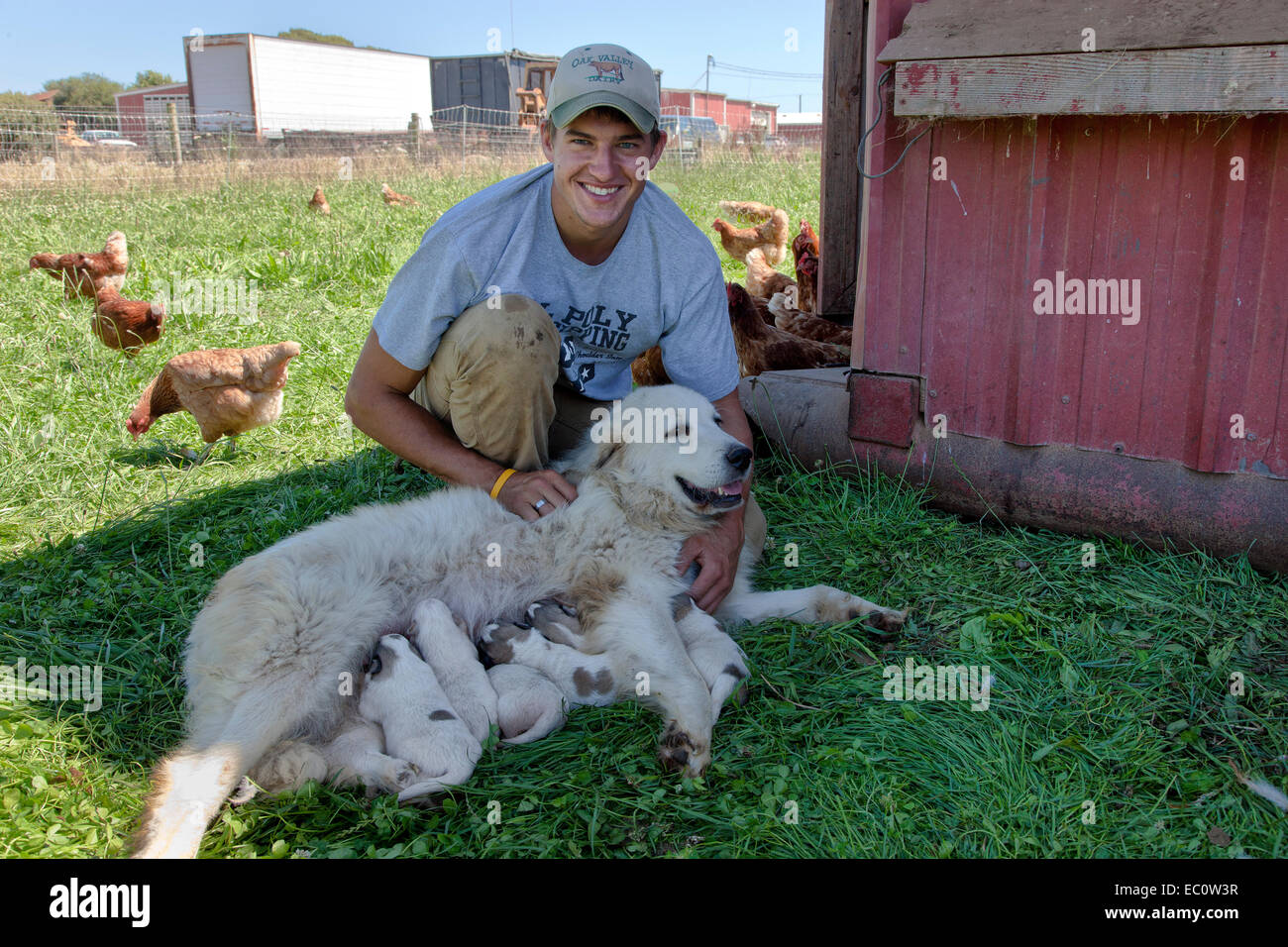 Young dairy farmer with Great Pyrenees mother, one week old pups. Stock Photo